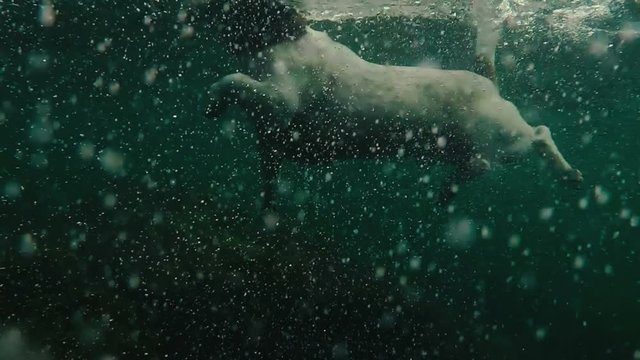 the dog swims in the water