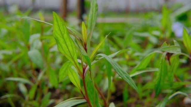 Justicia gendarussa Linn. aesteraceae plant and herb has medicinal properties
