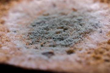 A spot of green mold on a piece of dark bread
