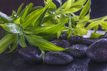 Obraz na płótnie Canvas spa concept with zen stones and green bamboo/bamboo twigs and black stones with water drops on slate background