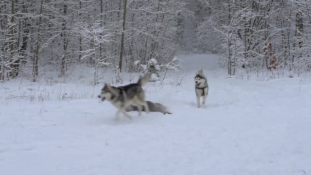 three Husky dogs run and play in a beautiful snowy forest