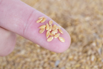 Closeup of golden flax seeds on a finger.