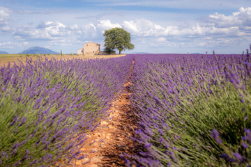 Naklejka na ściany i meble Provence, Valensole Plateau, France. Lavender field in bloom