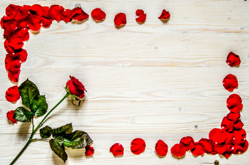 Red rose in a frame of red petals on a white wooden surface.

