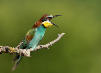 Close up of European bee-eater perching and calling