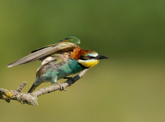 Obraz premium Bee-eater perching on a branch with spread wings