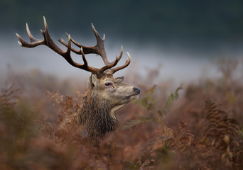 Close up of a red deer stag in the mist