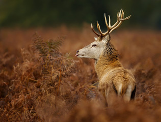 Young Red deer stag standing in the rain and showing his tongue