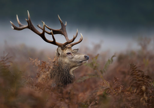 Fototapeta Close up of a red deer stag in the mist