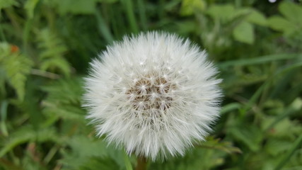 Dandelion seedhead