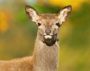 Red Deer hind close up portrait