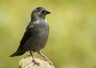 Close up of a Jackdaw perching on a post
