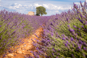 Provence, Valensole Plateau, France. Lavender field in bloom