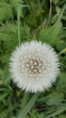 Fluffy dandelion seedhead close-up
