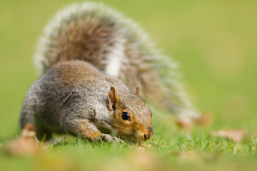 Close-up of curious gray squirrel in the field of grass