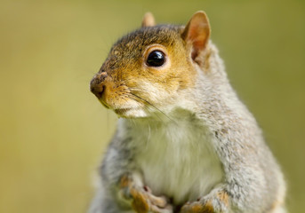 Close up of a grey squirrel against green background