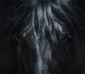 Andaluzyjski czarny koń z długą grzywą. Portret z bliska. - 188062845