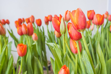 Blurred for Background.Colorful orange tulips flowers with beautiful bouquet on white background.