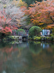 Autumn foliage at Japanese garden.