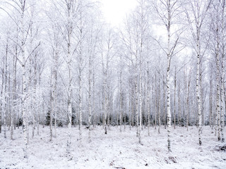 Birch tree forest covered by fresh snow during winter 