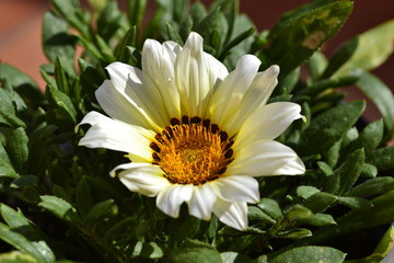 Gazanias in the garden sunbathing