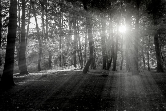 Fototapeta Sunlight in the forest
