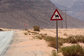 Vorsicht, Kamel kreuzt Fahrbahn
