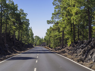 alfalt road in el teide natural park in tenerife with rocks lush green pine trees and blue sky, concept of travel, direction, way or journey