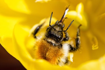 Bumblebee on big yellow tulip flower