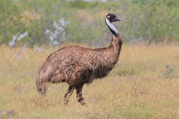 Emu walking around