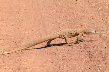 wild goanna on a sandy road in outback Australia