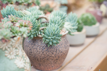  Miniature succulent plants in garden