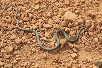 Snake heats up on warm stones