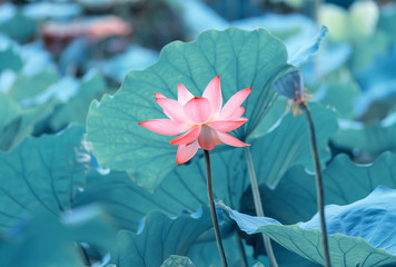 Naklejka premium Lotus flower plants