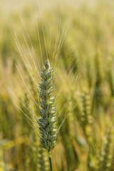 barley field before the harvest