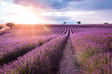 Fototapeta na wymiar Valensole Plateau, Provence, Southern France. Lavender field at sunset