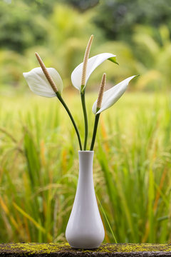 Bouquet Of White Tropical Flowers Anthurium In Ceramic Vase Stands In Garden. Island Bali, Indonesia .