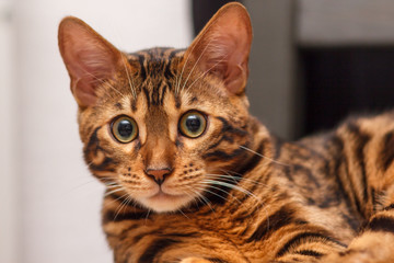 kitten of a Bengal cat
