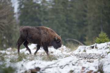 Bison d'Europe