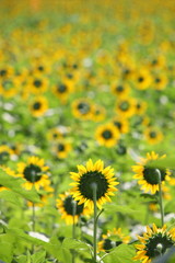 Sunflower field with clear summer sky