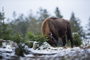 Bison d'Europe
