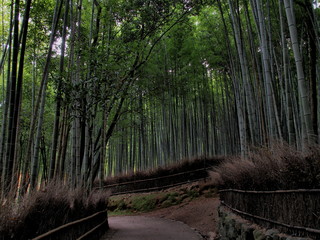 Fototapeta premium 秋の京都