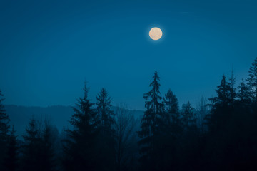 Fototapeta premium Night mysterious landscape in cold tones - silhouettes of the spruce forest under the full moon and dramatic night sky.