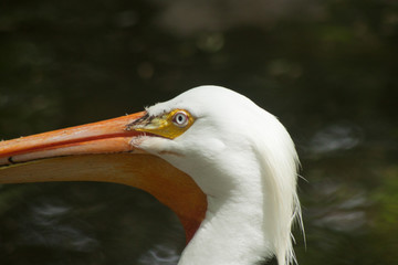 White Pelican Close-Up