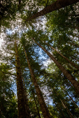 Mächtige Bäume im Avatar Grove bei Port Renfrew auf Vancouver Island, British Columbia, Kanada.