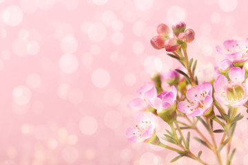 Small purple flowers on pink background