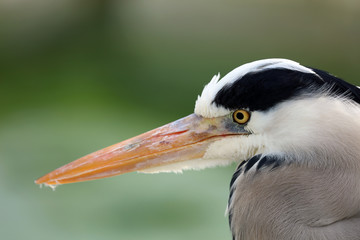 Graureiher auf der Jagd nach Beute