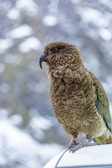 Kestrel Bird 2 