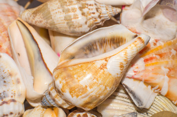 sea shells in the foreground