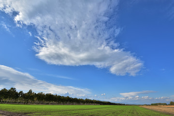 Fototapeta na wymiar 北海道らしい広大な草原